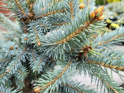 Picea pungens 'Donna's Rainbow' (4)