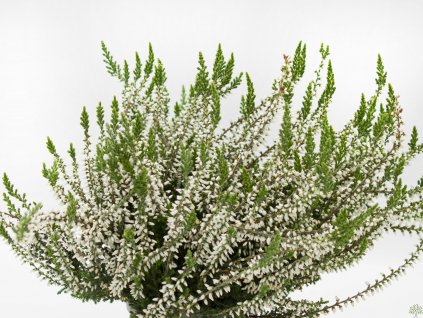 Calluna vulgaris Asli (1)