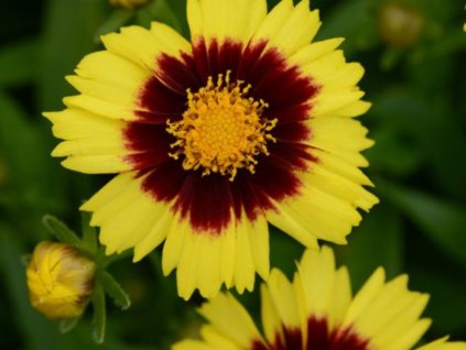 yelow and red