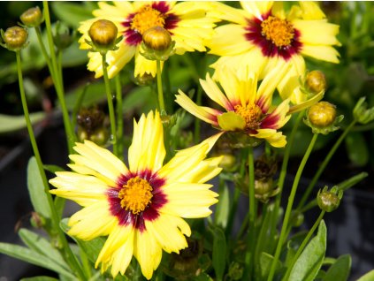 Krásnoočko velkokvěté 'UpTick Yellow and Red' - Coreopsis grandiflora  'UpTick Yellow and Red'