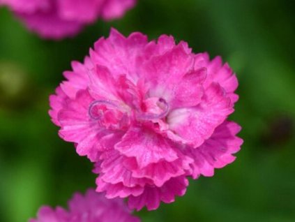 pink pom pom
