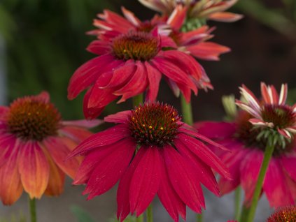 Třapatka nachová 'Lakota Red' - Echinacea purpurea 'Lakota Red'
