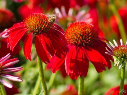 Echinacea Salsa Red (4)