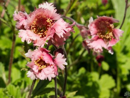 pink flufy