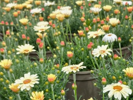 Rhodanthemum 'Zagora Yellow' - Rhodanthemum hosmariense 'Zagora Yellow'
