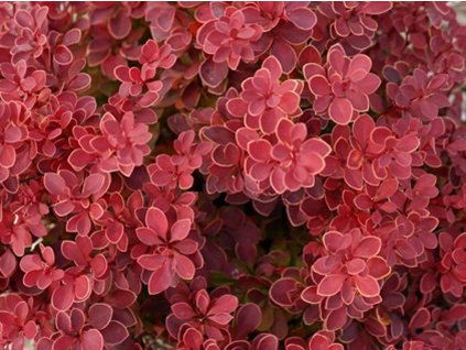 Dřišťál Thunbergův 'Red Hot Chilli'