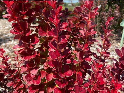 Dřišťál Thunbergův 'Vulcano'