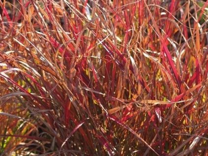 Ozdobnice čínská 'Purple Fall' - Miscanthus sinensis 'Purple Fall'