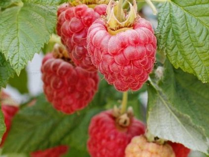 lowberry
