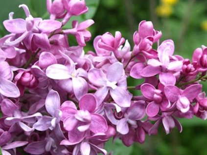 bogdan