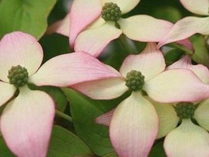 Dřín japonský 'Dwarf Pink Select'