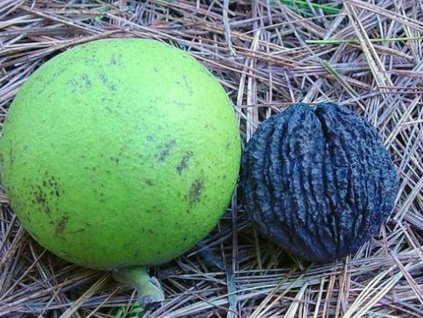 Ořešák černý  Junglans nigra