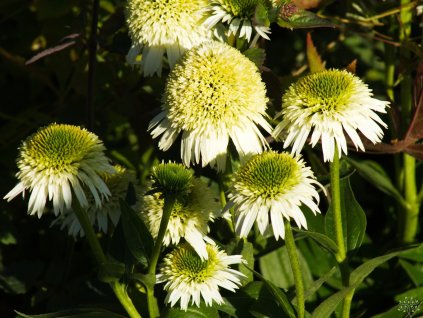 Echinacea Delicious Nougat