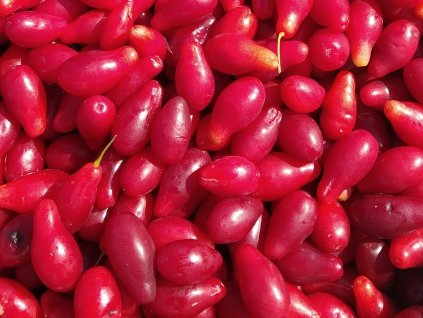 Dřín velkoplodý 'Ekzoticznyj' - kontejner