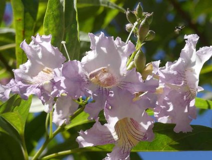 Chitalpa taškenská 'Pink Dawn'  Chitalpa tashkentensis 'Pink Dawn'