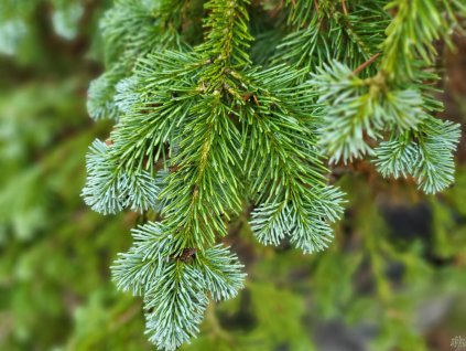 Abies amabilis (3)