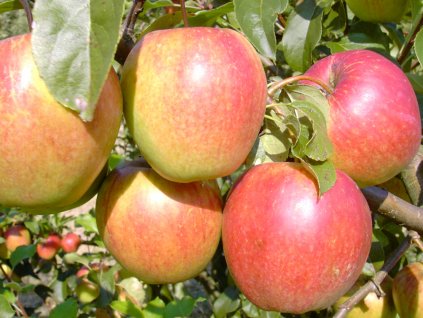 Jabloň 'Rewena'