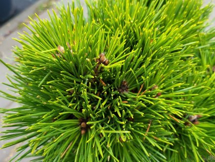 Pinus thunbergii 'Herb Kelly Dwarf' (1)