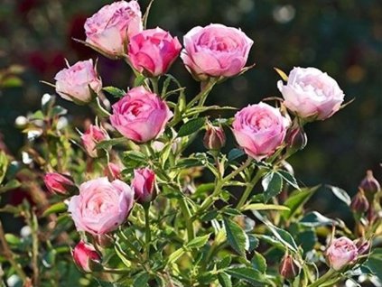 blush