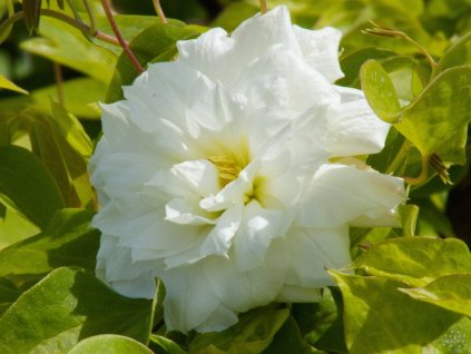 Clematis 'Duchess of Edinburgh' (2)