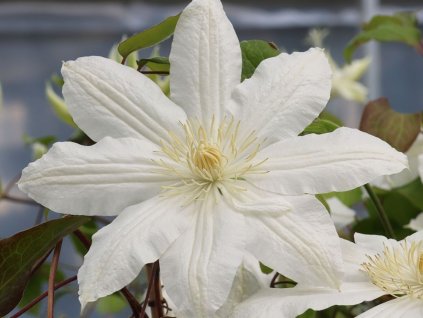 Plamének 'Halina Noll'