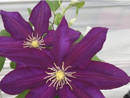 Plamének 'Lech Kaczyński'