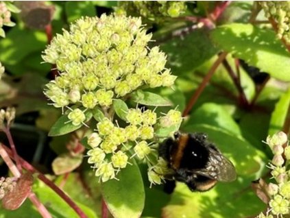 Rozchodník velký - Sedum maximum