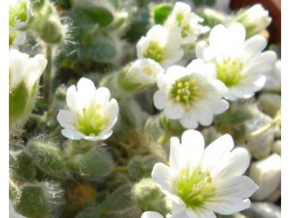 cerastium