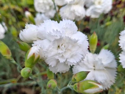 Hvozdík péřitý  'Haytor White' - Dianthus plumarius 'Haytor  White '