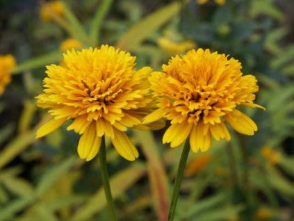 Janeba drsná 'Asahi' - Heliopsis helianthoides 'Asahi'