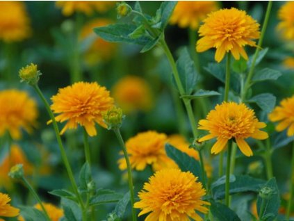 Janeba drsná 'Asahi' - Heliopsis helianthoides 'Asahi'