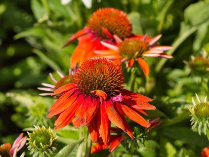 Echinacea Sombrero Adobe (1)