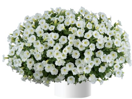 Littletunia� White Grace