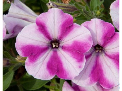 103574 petunia famous raspberry star petunia hybrida famous raspberry star