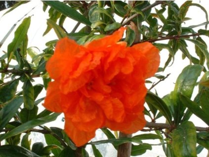 pleniflora