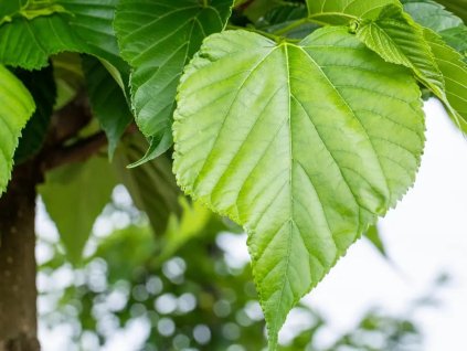 tilia cordata small leaved lime