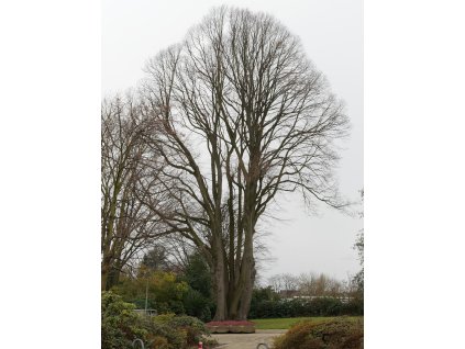 Tilia cordata winter