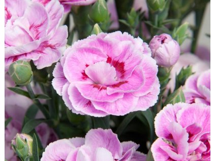 103664 hvozdik supertrouper grace dianthus supertrouper grace