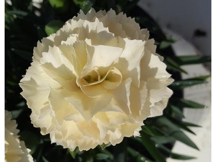 103667 hvozdik supertrouper limone dianthus supertrouper limone