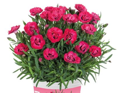 103685 hvozdik early love dianthus early love