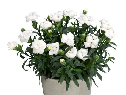 103688 hvozdik karafiat oscar white and red dianthus caryophyllus oscar white and red