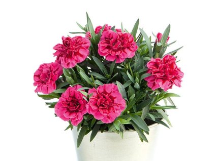 Web Dianthus Oscar PurpleWings 02152