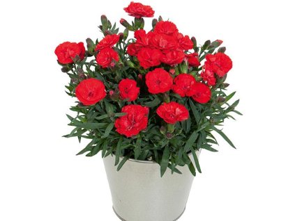 Web Dianthus Carmen Red 02214