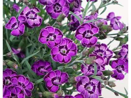 02308 Diantica Violet Blue
