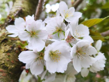 103790 sakura ozdobna shirotae