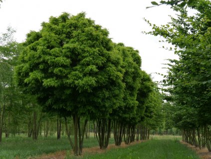 Gleditsia triacanthos Elegantissima