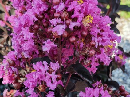 Lagerstroémie 'Shell Pink'  Lagerstroemia indica 'Shell Pink'