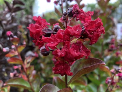 Lagerstroémie 'Dynamite'  Lagerstroemia indica 'Dynamite'