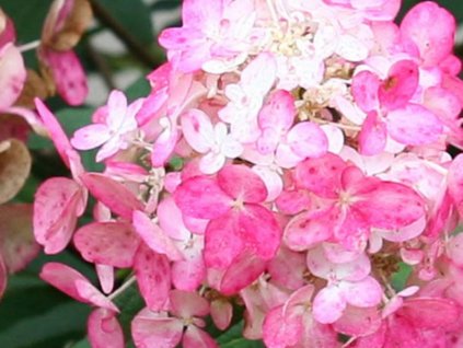 Hortenzie latnatá 'Fire Light'