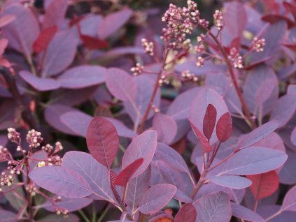 Ruj vlasatá 'Royal Purple'